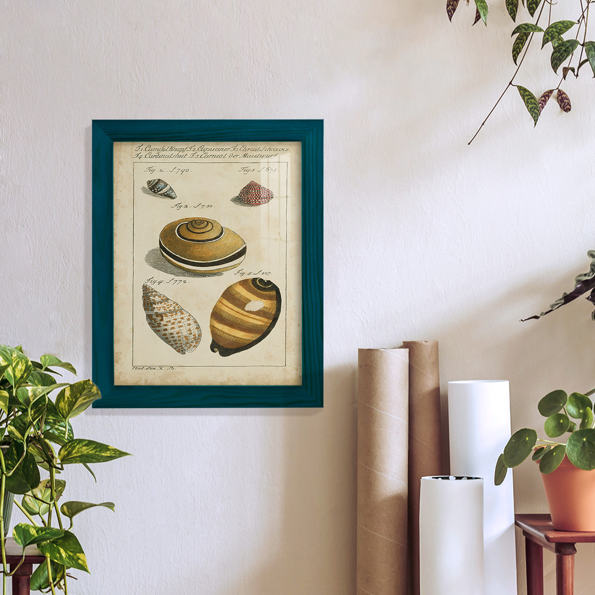 Vintage Shell Study IV -Framed Print w/glass-Ocean Blue