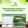 thumbnail image 5 of Irish Moss Ground Cover Plants & Seed - 10000 Seeds, 5 of 7