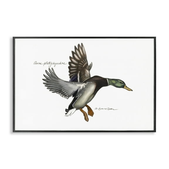 Stupell Industries Flying Mallard Duck Animals & Insects Painting Black Framed Art Print Wall Art, 18 x 12