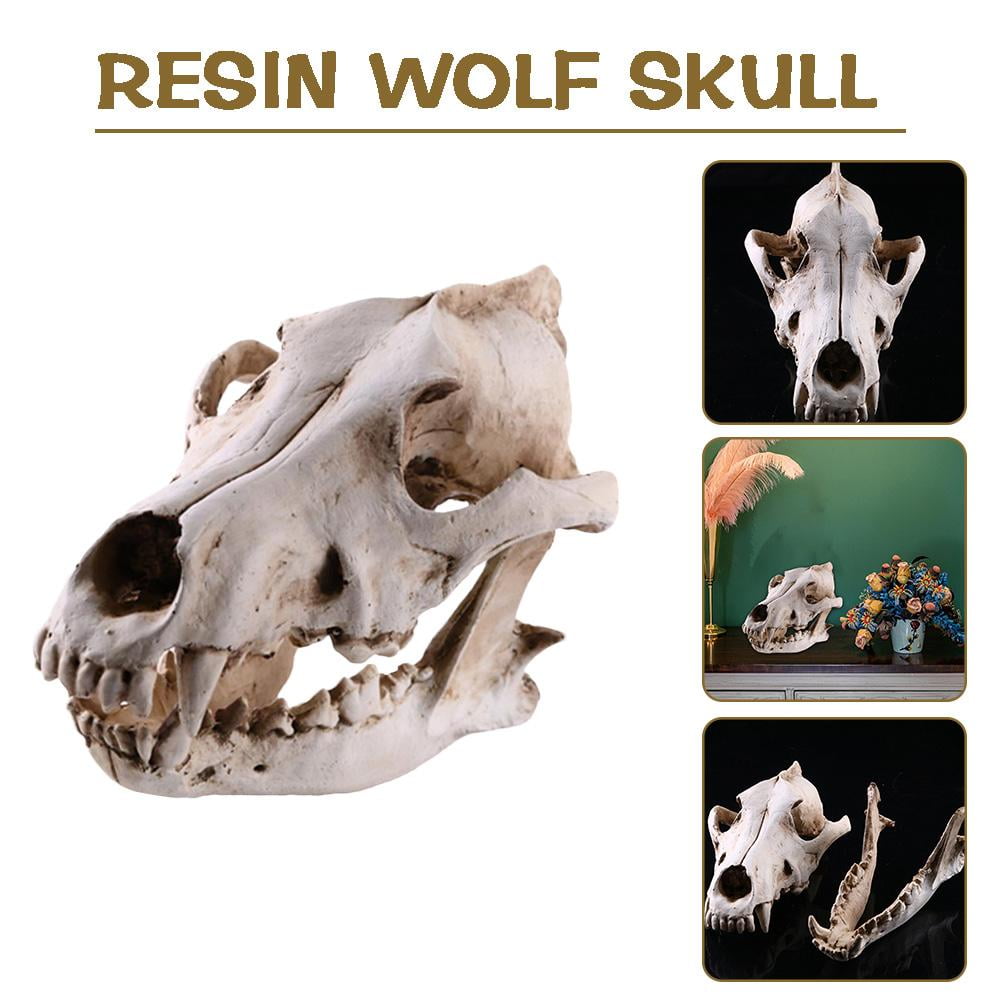 Soug Resin Snow-Wolf Animal Head Skull Replica Halloween White‖ Ornament  Statue New - Walmart.com, image size:1001x1001