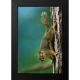 thumbnail image 2 of Fitzharris, Tim 17x24 Black Modern Framed Museum Art Print Titled - Red Squirrel on trunk, 2 of 5