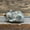 R, variant on Clearance! Shishian Table Decor Natural Quartz Crystal Sleeping Cat Decoration Crystal Cat Sleeping Statue 2 Inch Opal Cat Crystal Statue Statue For Home Meditation Room Decor Clearance Sale