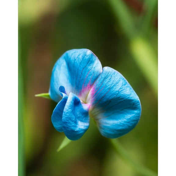 King TUT Pea Seeds for Planting (5 Rare Seeds) Azureus Blue Pea Vine