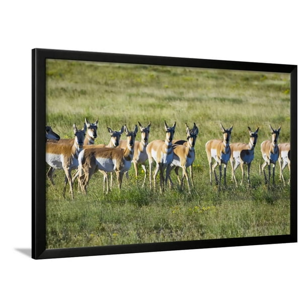 Pronghorn Antelope Herd Framed Print Wall Art By Dean Fikar Walmart Com Walmart Com