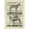thumbnail image 2 of Diderot, Denis 24x32 Gold Ornate Wood Framed with Double Matting Museum Art Print Titled - Zebra and Camel, 2 of 4