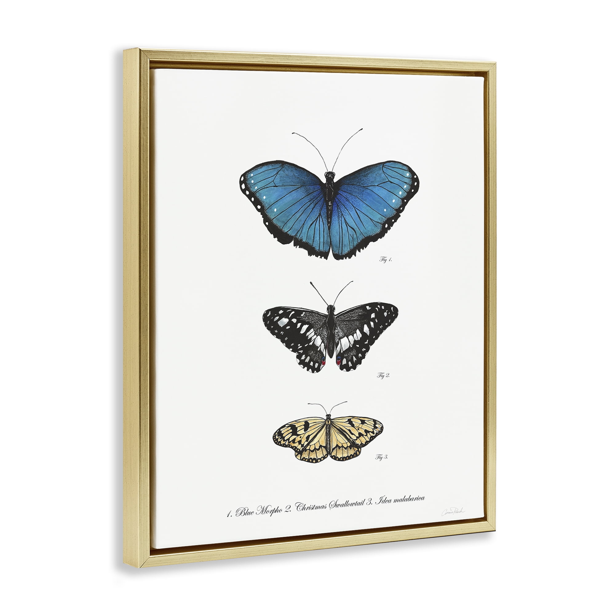 Stupell Industries Vintage Butterfly Specimens Animals & Insects Painting Gold Floater Framed Canvas Art Print Wall Art, 25 x 31