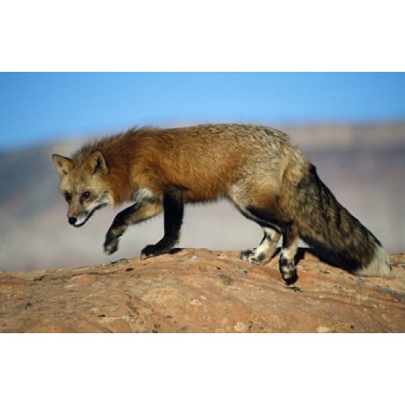 Red Fox On Hilltop Canvas Art - Panoramic Images (16 x 11)