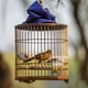 thumbnail image 5 of 5pcs cuencos para loros colgantes alimentadores de loros transparentes comederos de aves multifunción, 5 of 6