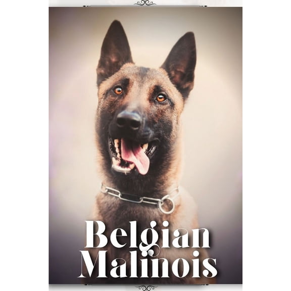 Belgian Malinois: Dog breed overview and guide, (Paperback)