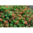 thumbnail image 3 of Dropmore Scarlet Honeysuckle by RedCrocus- Vibrant Red-Orange Clusters, Fragrant, Pollinator-Attracting, Container & Garden Plant, Deciduous, Well-Drained Soil 3 Gallon, 3 of 18