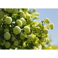 thumbnail image 4 of 2 Gallon Annabelle Hydrangea, 4 of 6