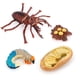 thumbnail image 3 of Ounissouiy Juguete educativo para el crecimiento de insectos, juguetes para niños en crecimiento en edad preescolar, modelo interactivo portátil Juguetes Educativos, 3 of 6