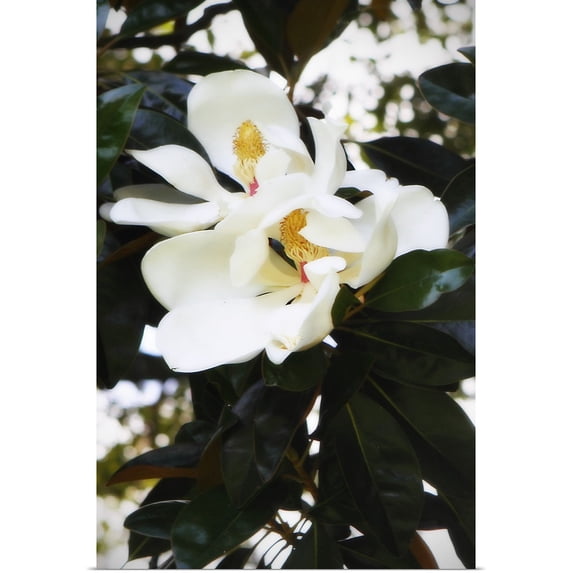 Great BIG Canvas | "Fragrant Flower II" Art Print - 24x36