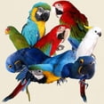 thumbnail image 3 of CafePress - Parrots Men's Value T Shirt - Men's Classic Graphic T-Shirt, 3 of 4