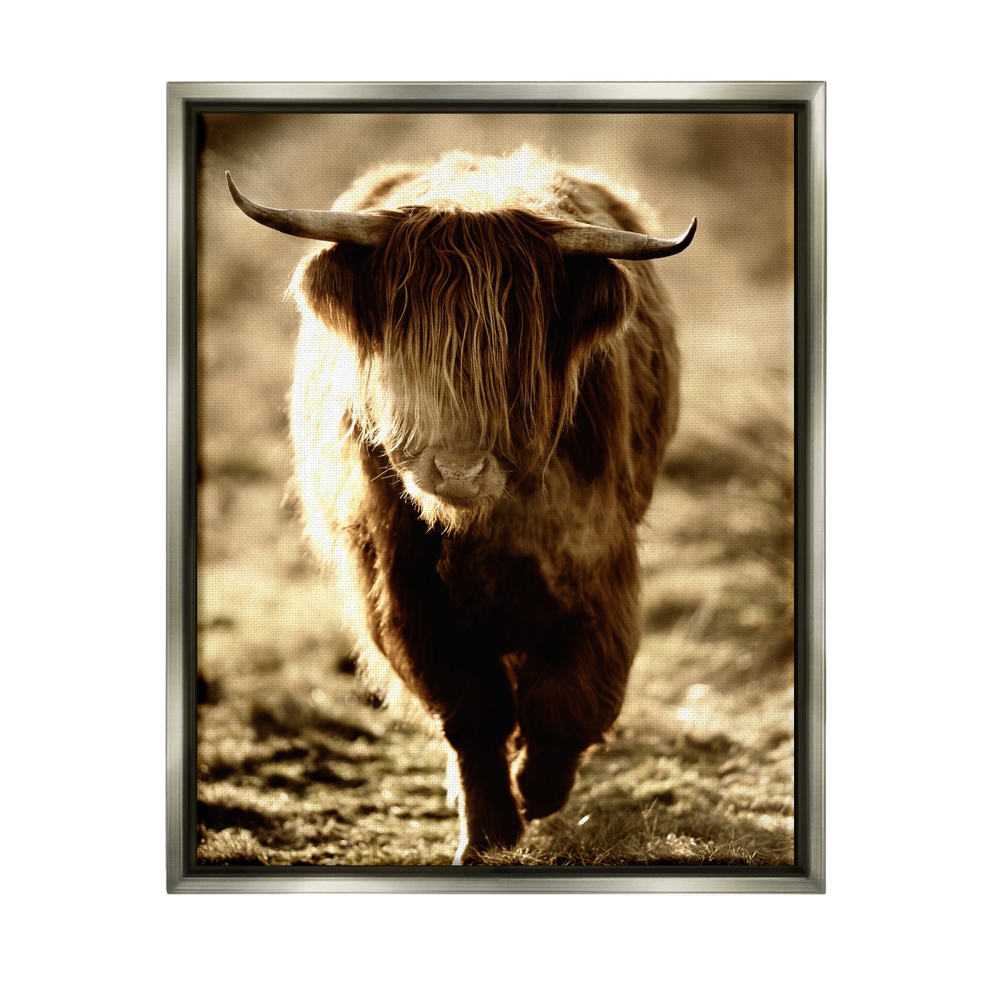 Stupell Industries Sunlit Highland Longhorn Cattle Wandering Rural Countryside Photograph Luster Gray Floating Framed Canvas Print Wall Art, Design by James Dobson