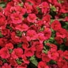 Proven Winners, Outdoor, Live Plants, Red, Nemesia, 1.5PT, Each