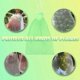 thumbnail image 4 of 50 pcs Grape Protection Bags, 30X20cm, Organza Bags, Fruit Protection Bags, Insect Netting, Garden Protection and Pest Control (Green), 4 of 5