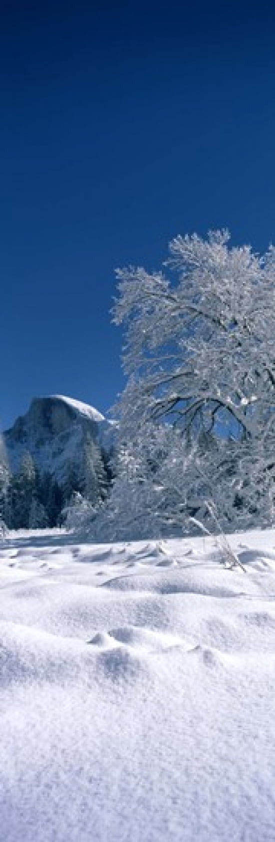 Oak Tree And Rock F