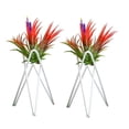 thumbnail image 4 of Soporte Para Plantas De Aire De Mesa, Exhibición De Arte Del Hierro, Decoración Para Interiores Y Exteriores Para El Hogar, Adornos Geométricos De Jardín Tillandsia, Soporte Para Macetas De Oficina Serendint HA026904-02, 4 of 5