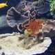 thumbnail image 3 of Pulpo Acuario Adorno Pulpo, 3 of 5