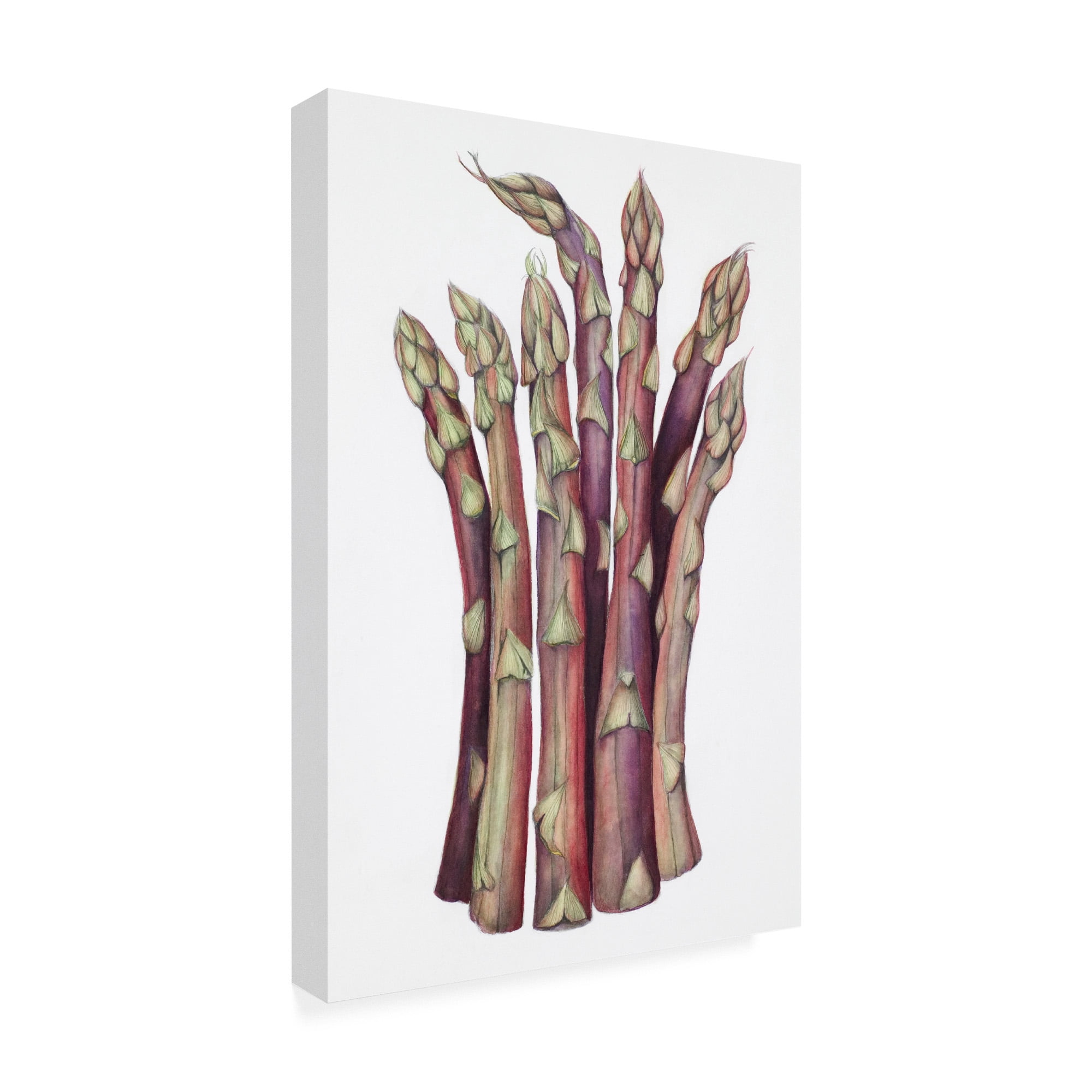Trademark Fine Art 'Asparagus Muted Colors' Canvas Art by Deborah Kopka