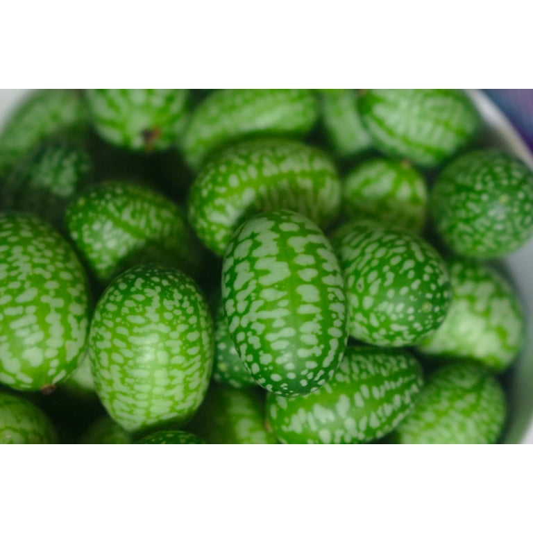 CUCAMELON MEXICAN CUCUMBER MELOTHRIA SCABRA, 15 SEEDS + FREE