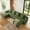 133"U-Shape Green, variant on SEENYOO 130" Boneless Couch, Modern Couches for Living Room, U-Shaped 4-Seat Modular Sofa with Chaise, Oversized, No Assembly, Gray