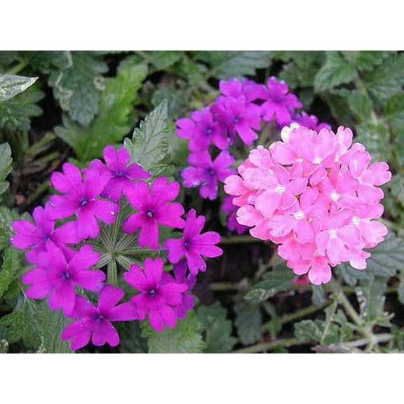 Seedville 200 Moss Verbena Flower Seeds, Attracts Hummingbirds