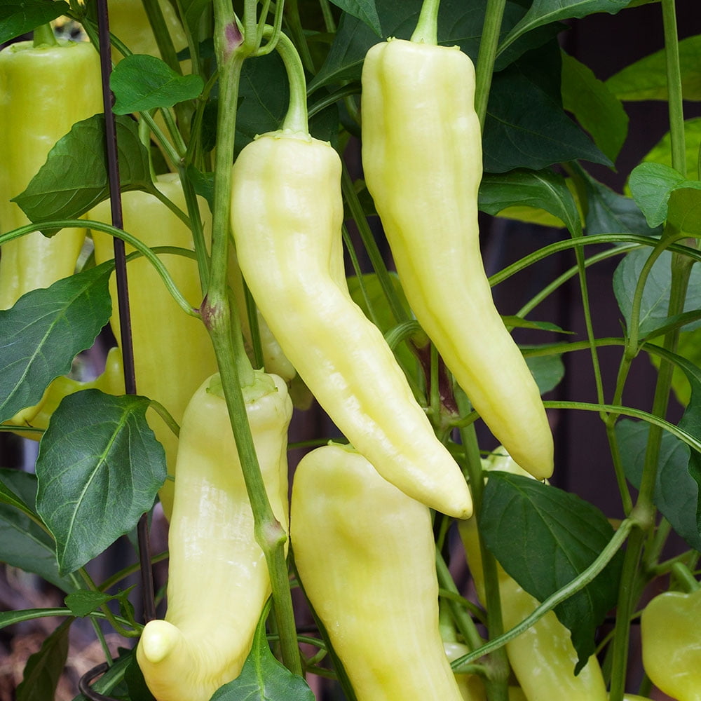 Organic Sweet Banana Pepper