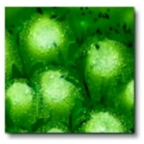 Sax True Flow 000237 Crystal Magic Glaze- Spotted Kiwi