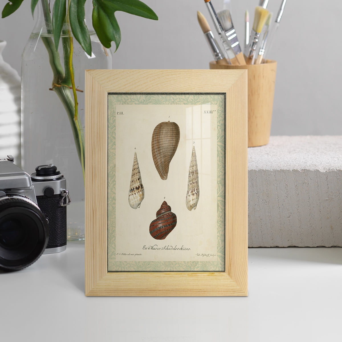 Bookplate Shells V - Framed Print w/glass - Natural Wood