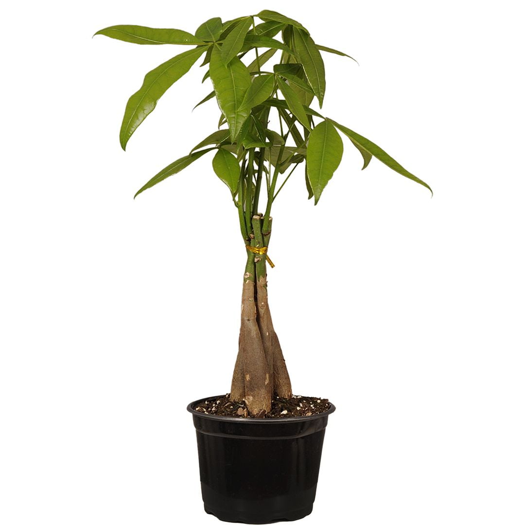 United Nursery Live Money Tree Green Leaf Tropical Indoor Plant 14-18in Tall in 6in Grower Pot