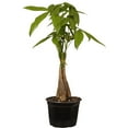 thumbnail image 7 of United Nursery Live Money Tree Green Leaf Tropical Indoor Plant 14-18in Tall in 6in Grower Pot, 7 of 7