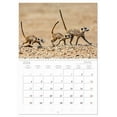 thumbnail image 5 of Africa's animal world - Meerkats (Monthly Wall Calendar 2026 11.7 x 16.5 (open)), CALVENDO 14 Month Calendar, 5 of 9