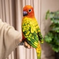thumbnail image 2 of Lifelike Green Parrot Soft Stuffed Animal, 9.8in Cute Plush Parrot Bird Pet Toy Gift for Friends, 2 of 7
