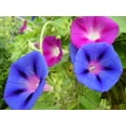 thumbnail image 2 of 50 Mixed JAPANESE MORNING GLORY Ipomoea Nil Flower Vine Color Mix Bicolor Tricolor Blue Red White Pink Purple Violet Seeds, 2 of 11