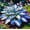 A, variant on Elegant Hosta—Gentle Leaf Coloration—Brightens up dark garden corners——Year-Round ornamental appeal