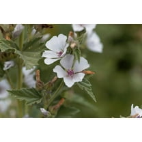 SEEDS = Marshmallow Plant- 20  Seed Pack  - Multi-use Plant - Shrub-Pale Pink to White Blossoms -Althaea Serendipity Seeds