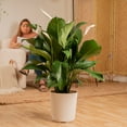 thumbnail image 6 of Costa Farms 18" Spath Peace Lily Live House Plants in 10" Décor Pot, 6 of 11