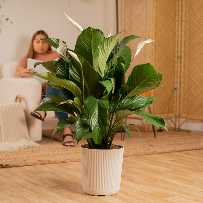 Costa Farms 12-18" Tall Spath, Peace Lily, Bright Indirect Sunlight, Indoor Live House Plants