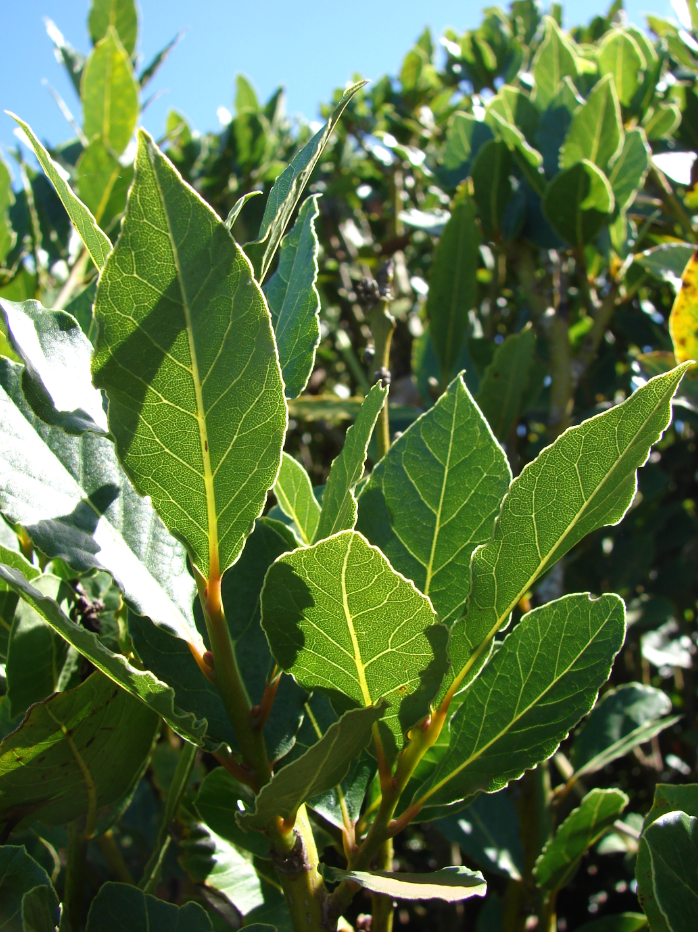 Bay Leaf Plant Live, Laurus Nobilis Bay Laurel Tree for Indoor or Outdoor Planting, 4-7 Inch Tall