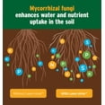 thumbnail image 2 of The Andersons Lawn Alive 15-0-0 Fertilizer and Soil Treatment with Endomycorrhizae Fungi 128 fl oz (covers 6,000 sqft) + 2 Multipurpose Hose-End Sprayers, 2 of 6