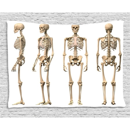 Human Anatomy Tapestry, Man Male Human Skeleton Skull Different Perspectives Medical Humor Illustration, Wall Hanging for Bedroom Living Room Dorm Decor, 80W X 60L Inches, Cream, by
