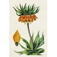 thumbnail image 2 of Bessa, Pancrace 17x24 White Modern Wood Framed Museum Art Print Titled - Antique Floral Folio VII, 2 of 4
