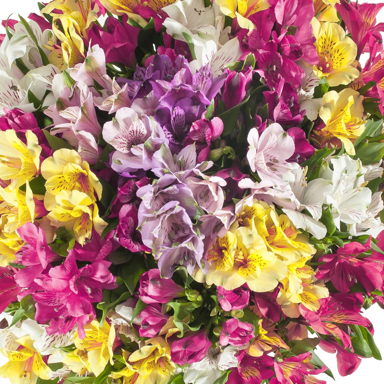 double_64238f849904a.png.webp?