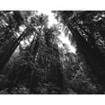 thumbnail image 2 of Highsmith, Carol 24x20 Black Modern Framed Museum Art Print Titled - Redwood National and State Park-United States-Northern California, 2 of 4