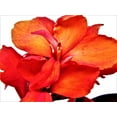 thumbnail image 5 of Expert Gardener Outdoor Live Plant Canna Lily Cannova Bronze Scarlet 1QT, Full Sun, 5 of 10