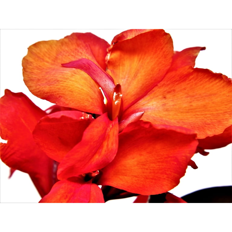 Expert Gardener Outdoor Live Plant Canna Lily Cannova Bronze