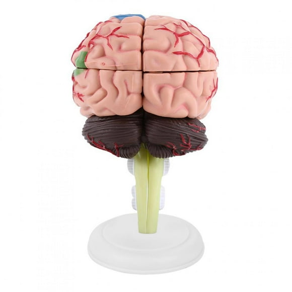 LAFGUR Anatomical Model, Anatomical Brain Model, Great Toy Plastic Medical Training Tool Human Brain Disassembled Anatomical For Human Easy To Carry