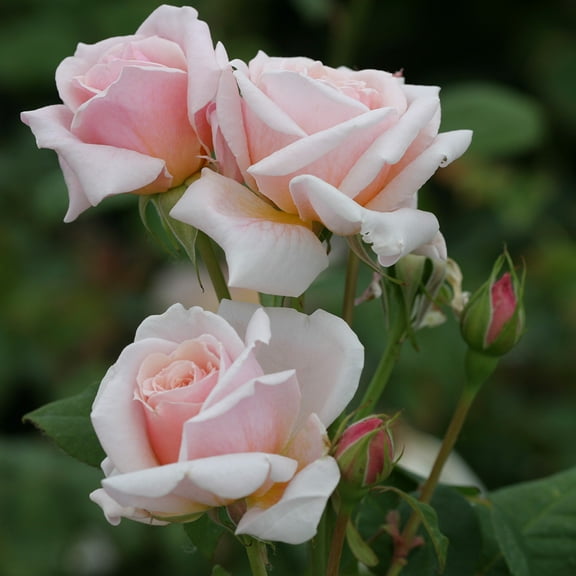 Heirloom Roses Rose Bush - Quietness Hardy , Live Rose Plant